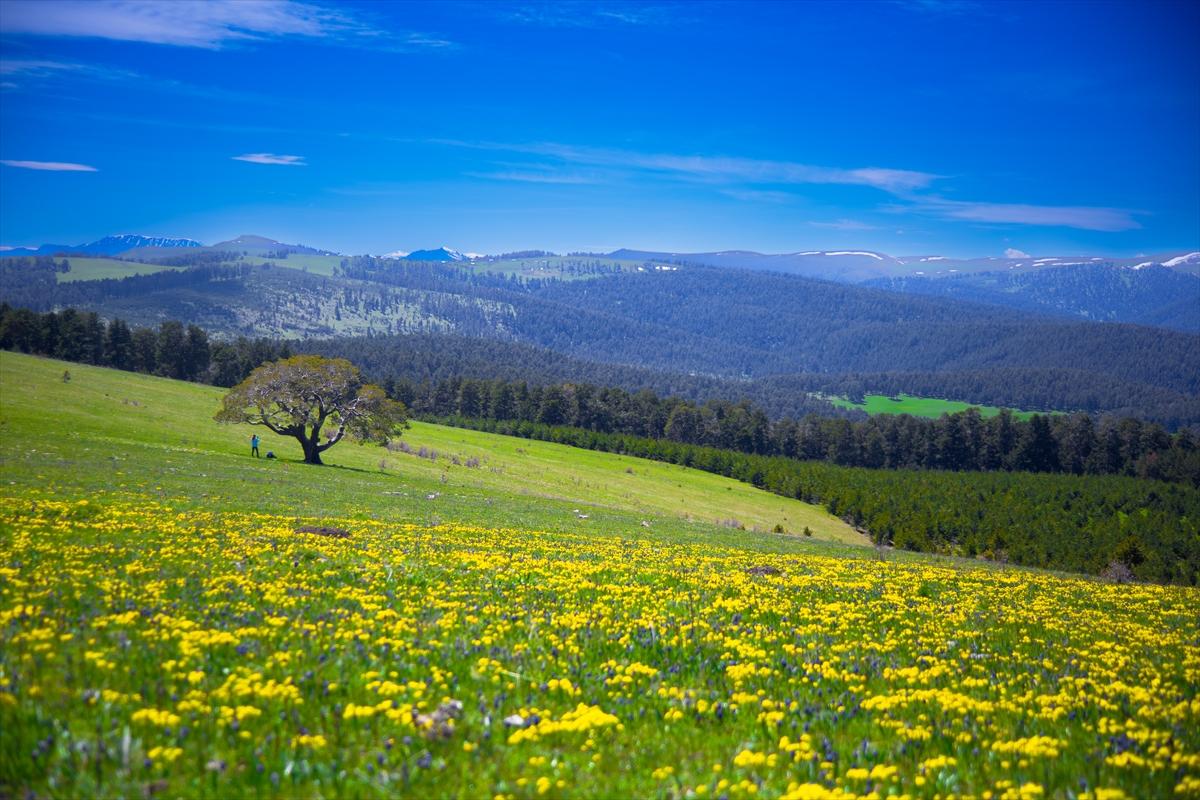 Ardahan'ın köylerine bahar geldi