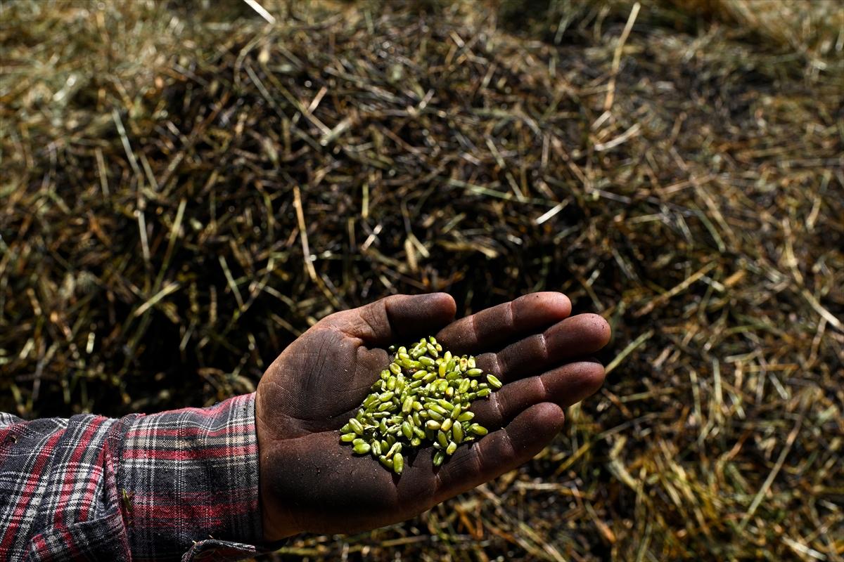 Gaziantep'te coğrafi işaretli firik bulgurunun zorlu yolculuğu başladı