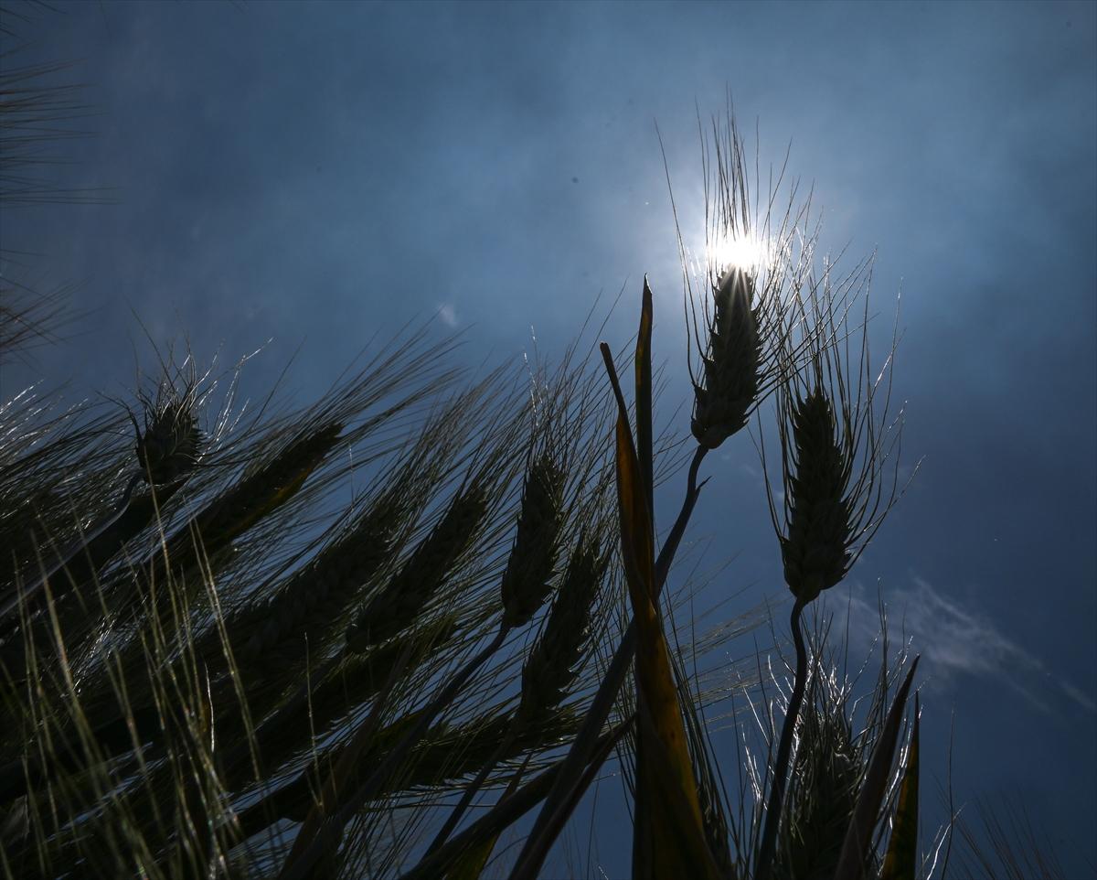 Gaziantep'te coğrafi işaretli firik bulgurunun zorlu yolculuğu başladı