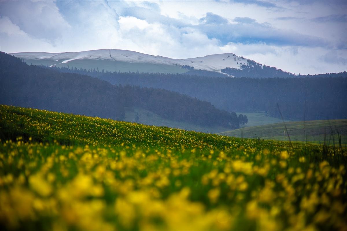Ardahan'ın köylerine bahar geldi