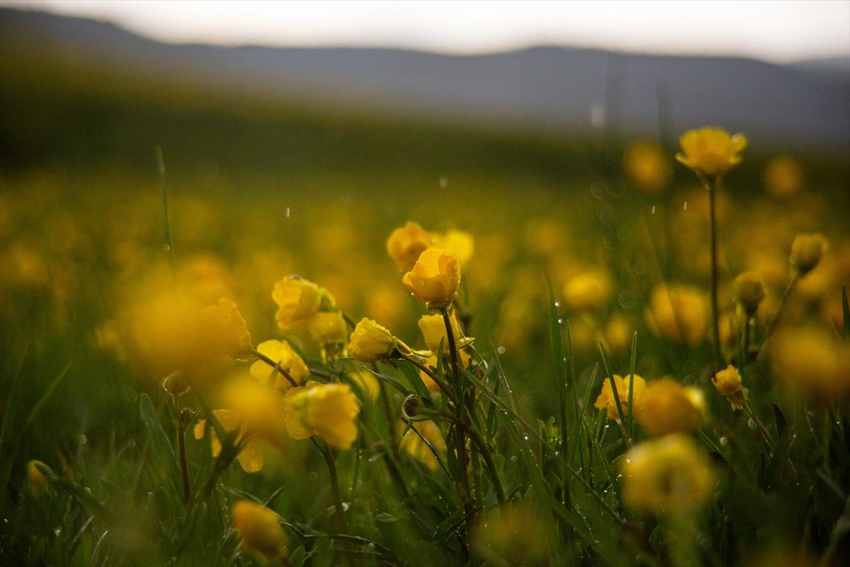 Ardahan'ın köylerine bahar geldi