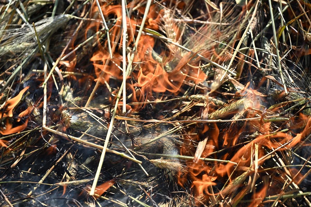 Gaziantep'te coğrafi işaretli firik bulgurunun zorlu yolculuğu başladı