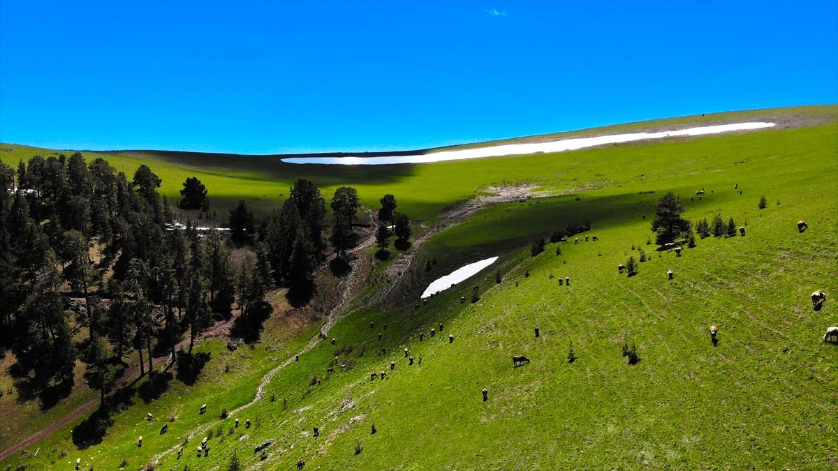 Ardahan'ın köylerine bahar geldi