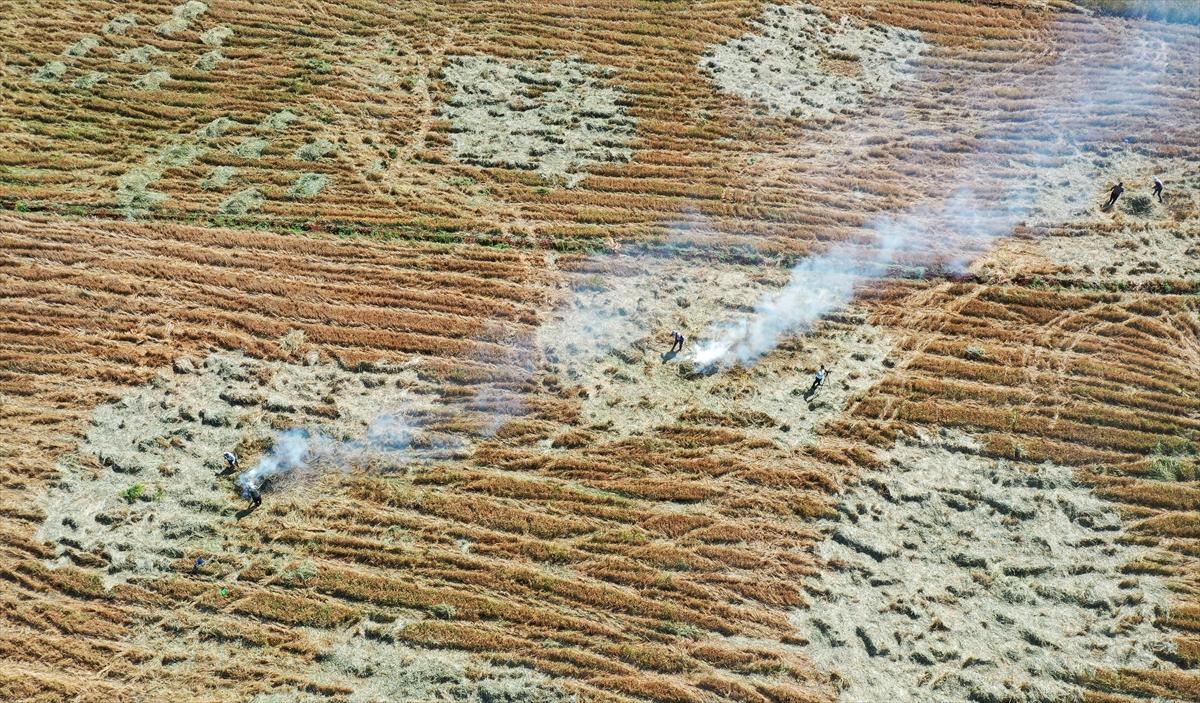 Gaziantep'te coğrafi işaretli firik bulgurunun zorlu yolculuğu başladı