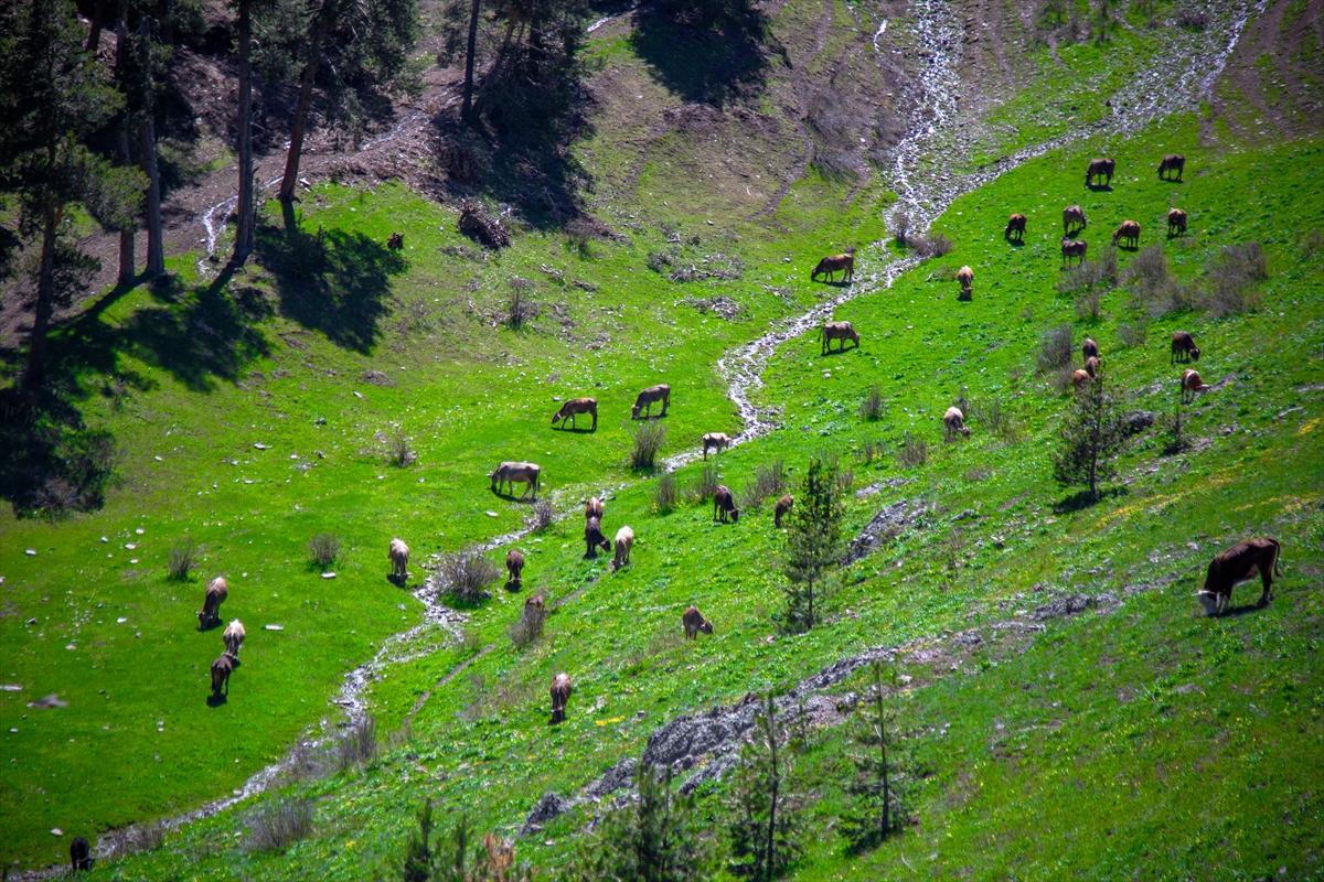 Ardahan'ın köylerine bahar geldi
