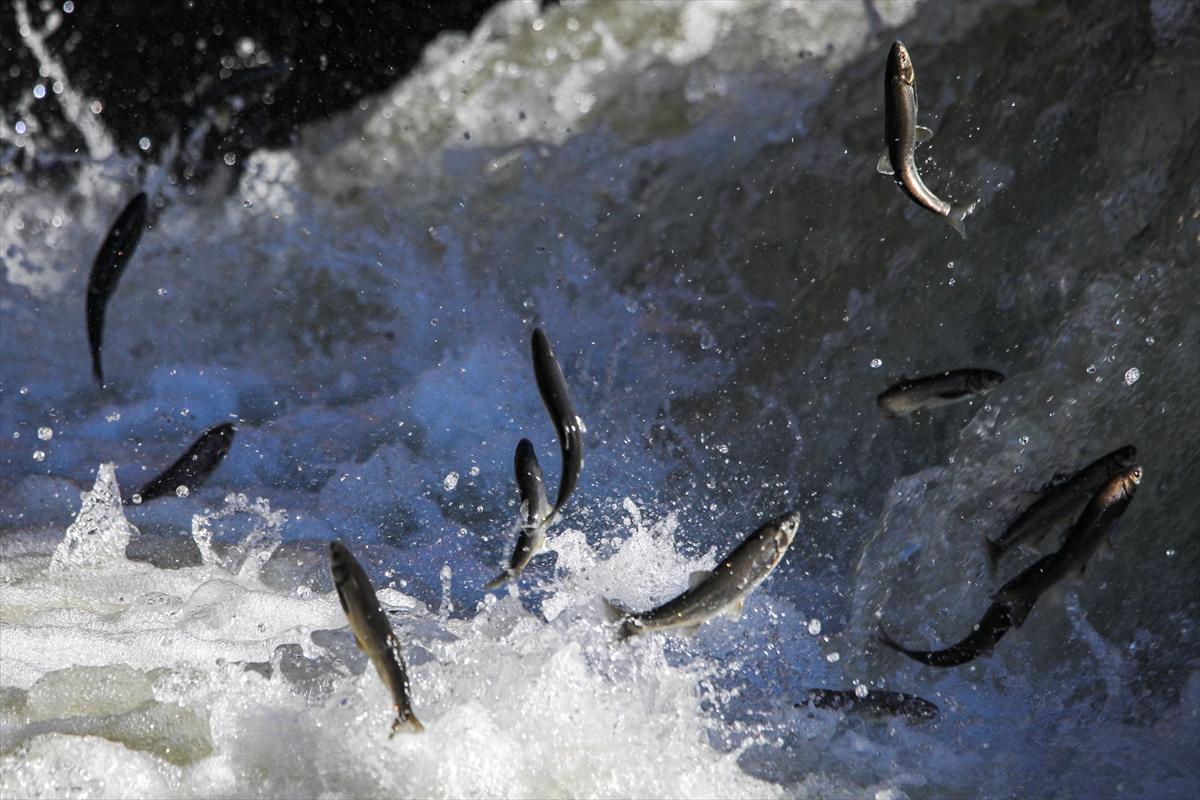 Van Gölü'nde inci kefalinin göç yolculuğu devam ediyor