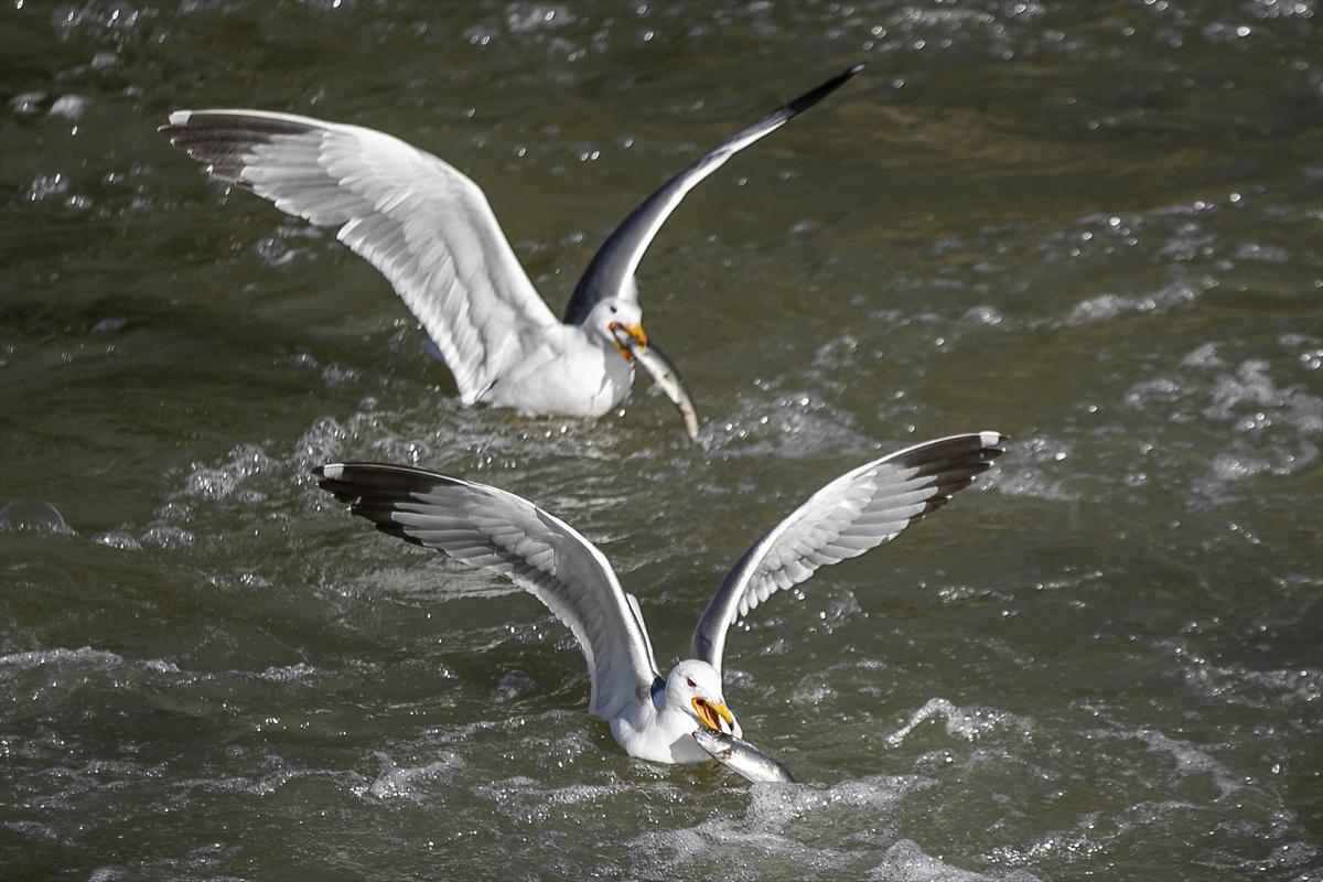 Van Gölü'nde inci kefalinin göç yolculuğu devam ediyor