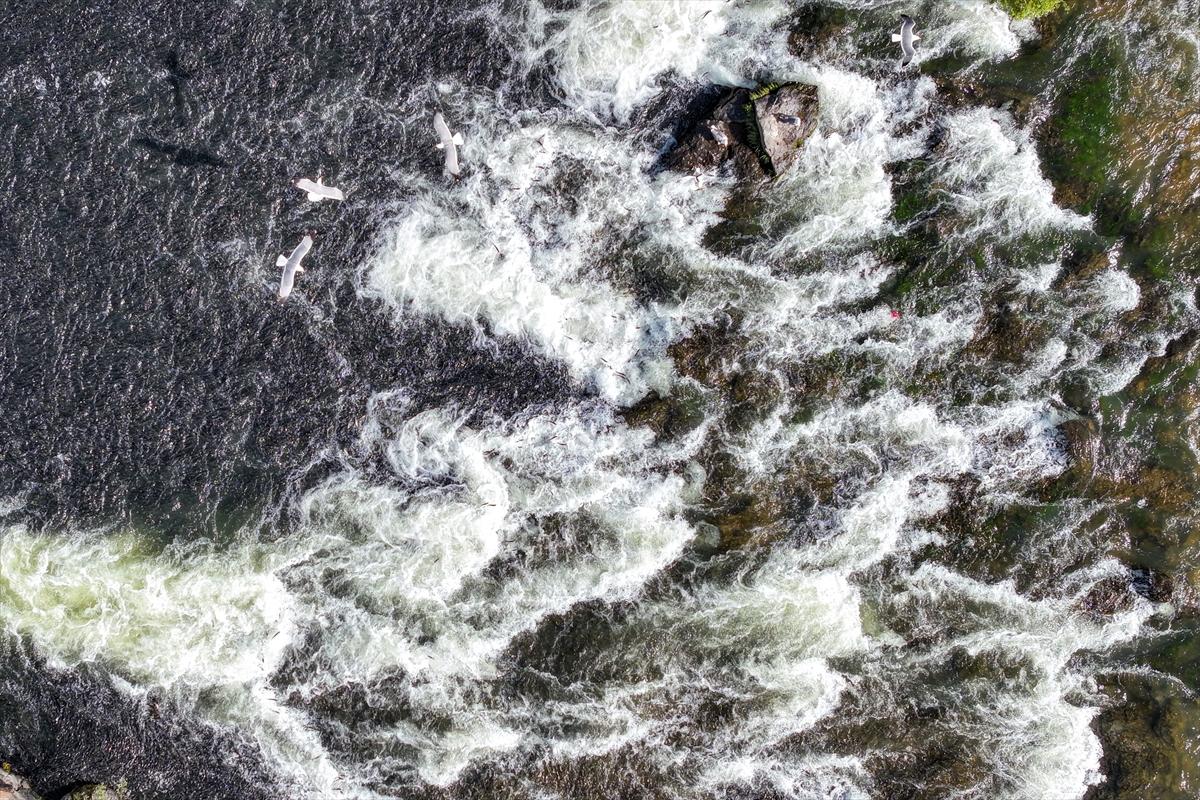 Van Gölü'nde inci kefalinin göç yolculuğu devam ediyor