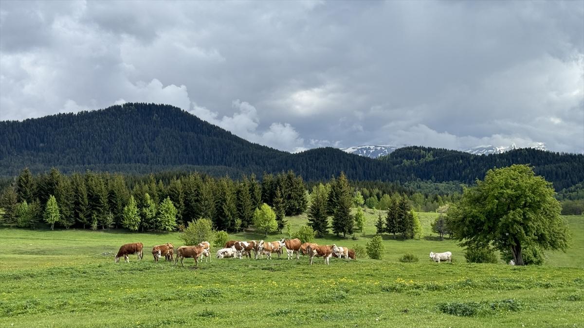 Artvin'in sakin şehri Şavşat turizmi hareketlendirdi