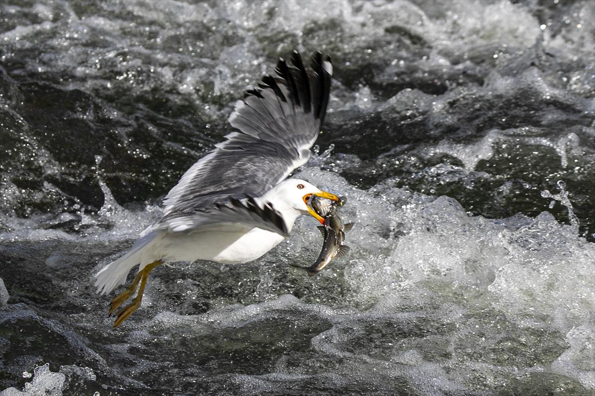 Van Gölü'nde inci kefalinin göç yolculuğu devam ediyor