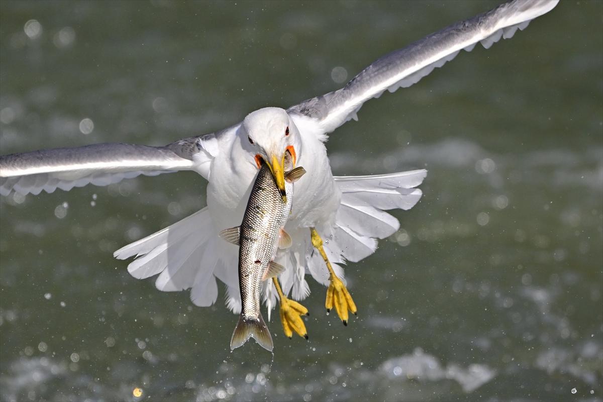 Van Gölü'nde inci kefalinin göç yolculuğu devam ediyor