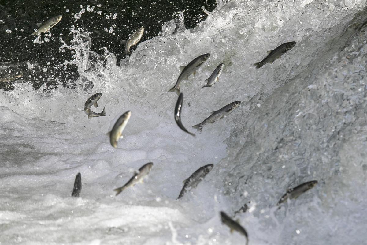 Van Gölü'nde inci kefalinin göç yolculuğu devam ediyor