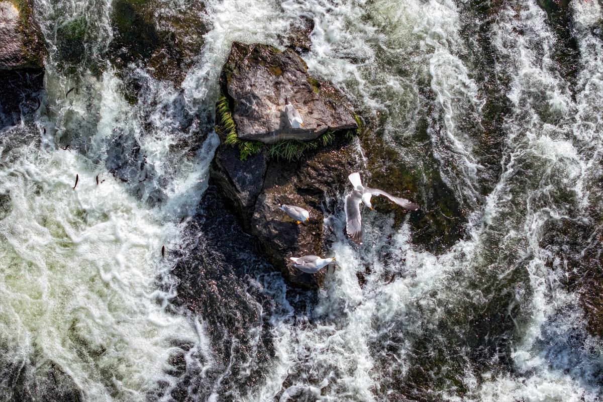 Van Gölü'nde inci kefalinin göç yolculuğu devam ediyor