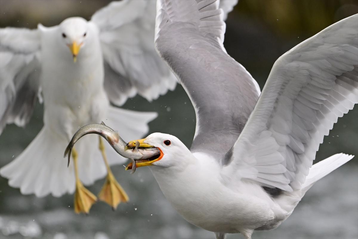 Van Gölü'nde inci kefalinin göç yolculuğu devam ediyor