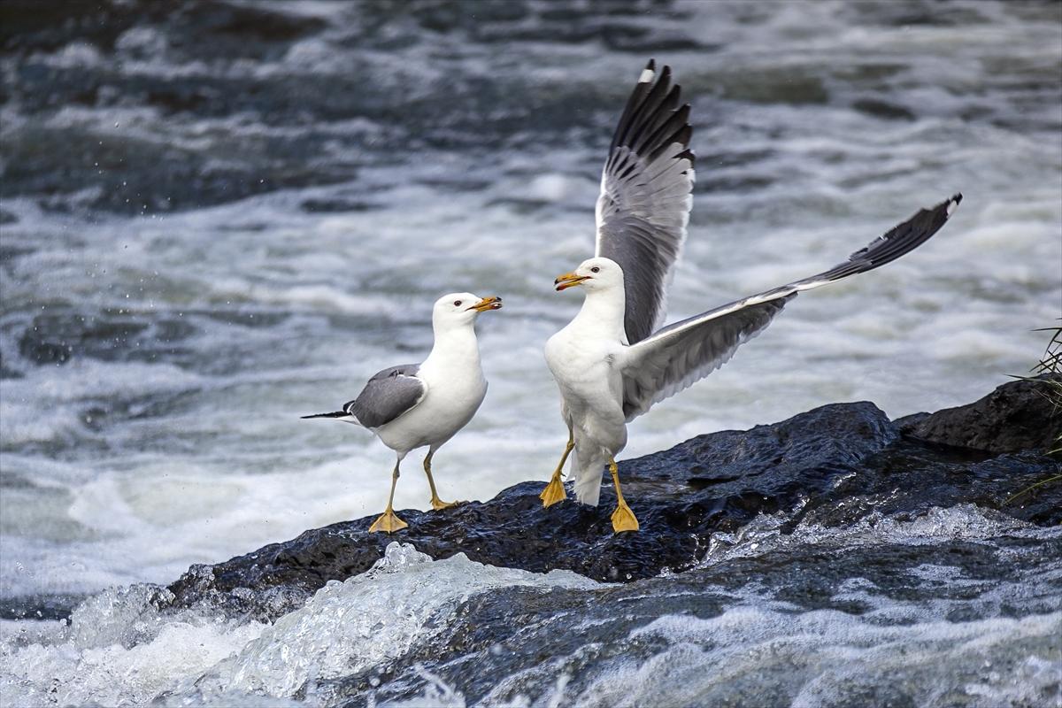 Van Gölü'nde inci kefalinin göç yolculuğu devam ediyor