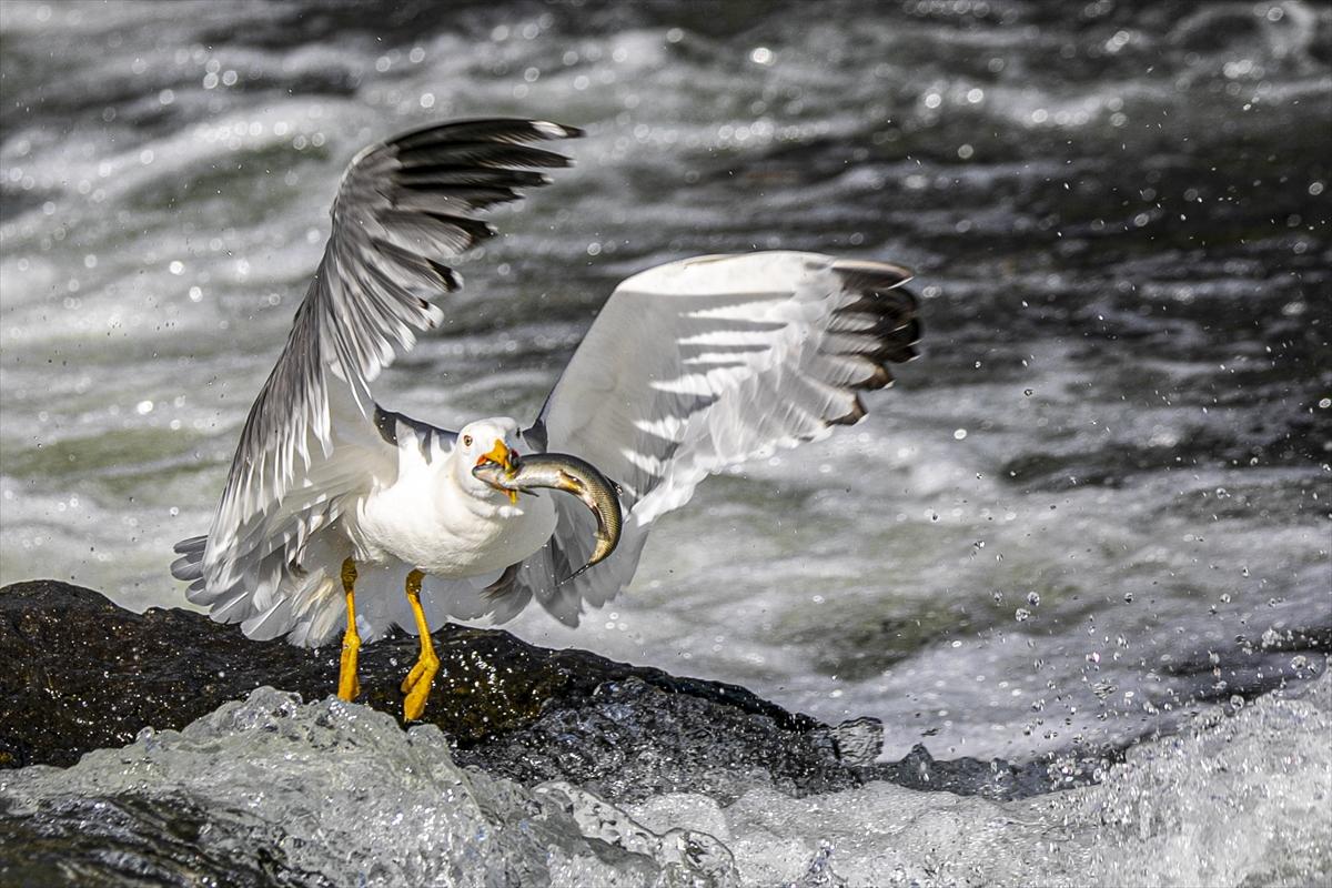 Van Gölü'nde inci kefalinin göç yolculuğu devam ediyor