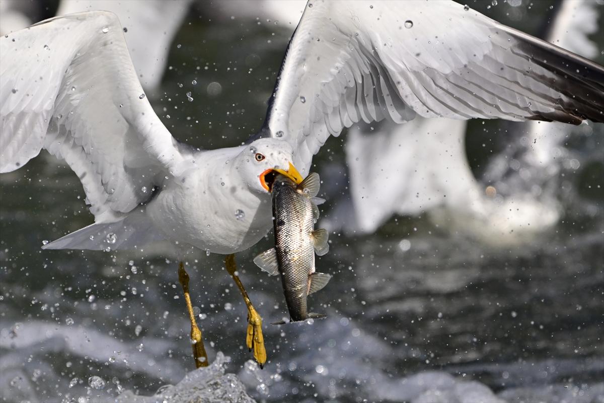 Van Gölü'nde inci kefalinin göç yolculuğu devam ediyor