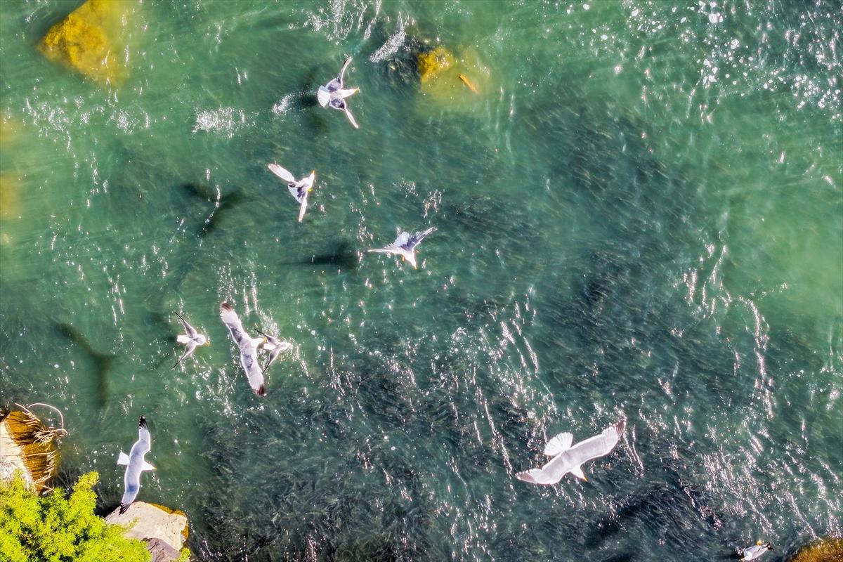 Van Gölü'nde inci kefalinin göç yolculuğu devam ediyor