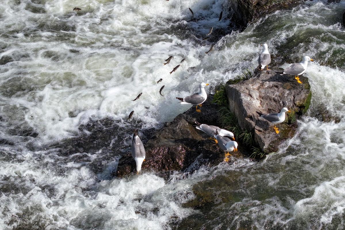 Van Gölü'nde inci kefalinin göç yolculuğu devam ediyor