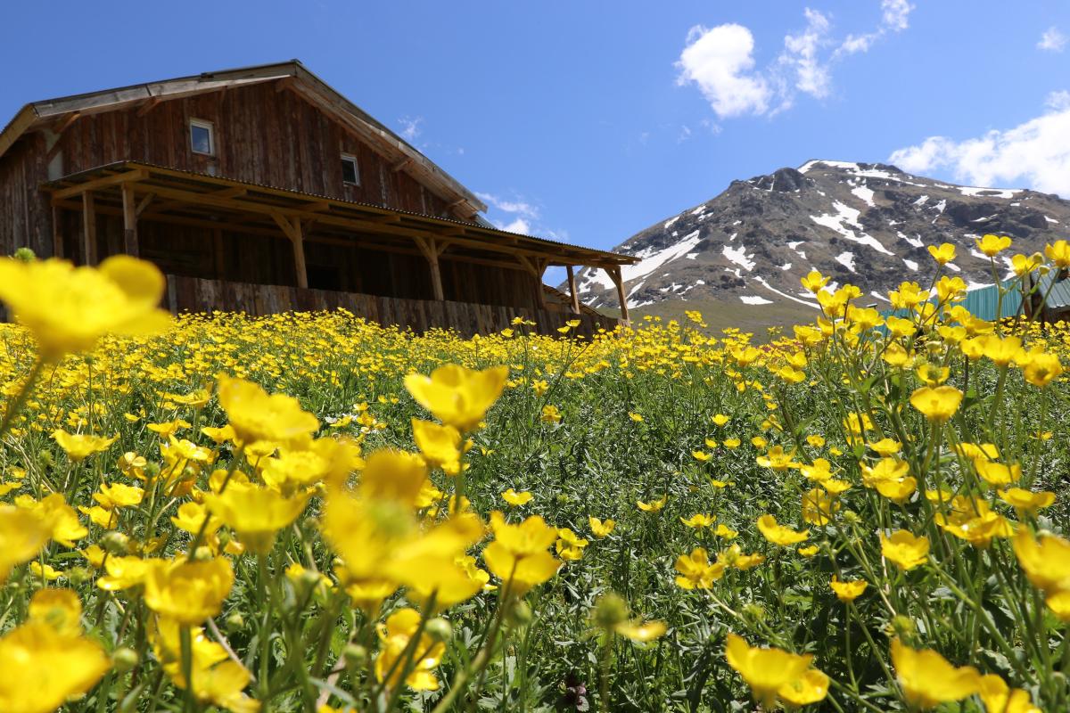 Yazın geldiği Dulağa Yaylası, Alpler'i aratmıyor