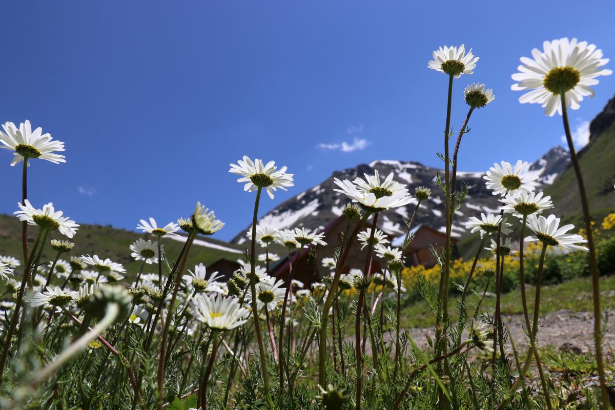 Yazın geldiği Dulağa Yaylası, Alpler'i aratmıyor
