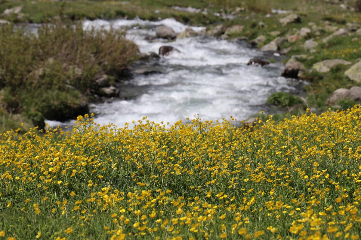 Yazın geldiği Dulağa Yaylası, Alpler'i aratmıyor