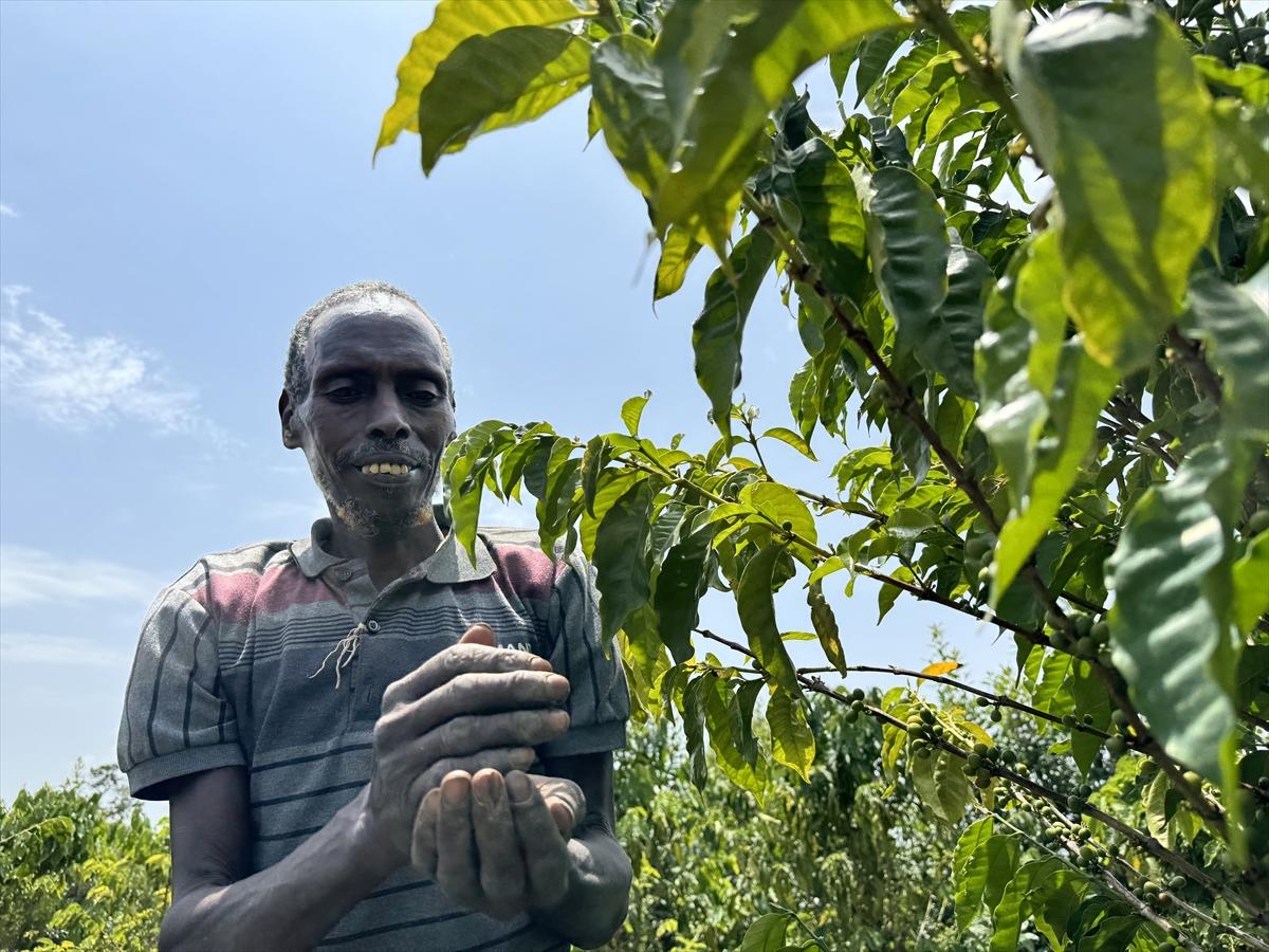 Adım adım kahvenin bahçeden fincana yolculuğu