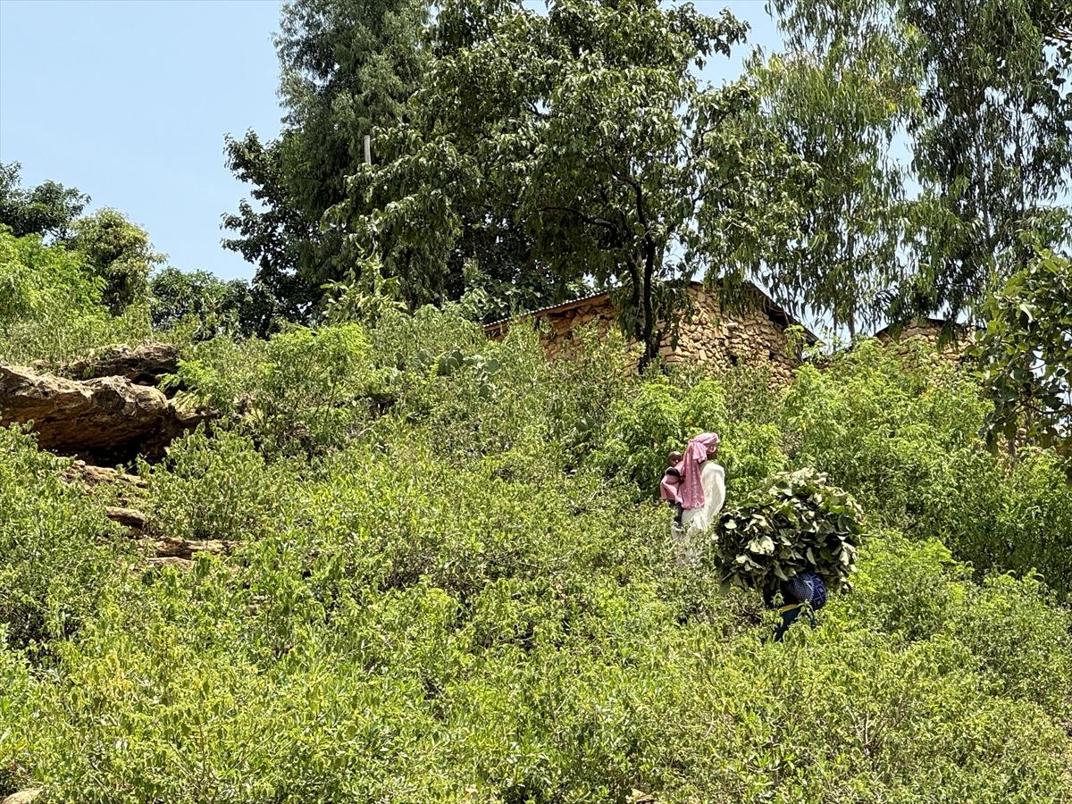 Adım adım kahvenin bahçeden fincana yolculuğu
