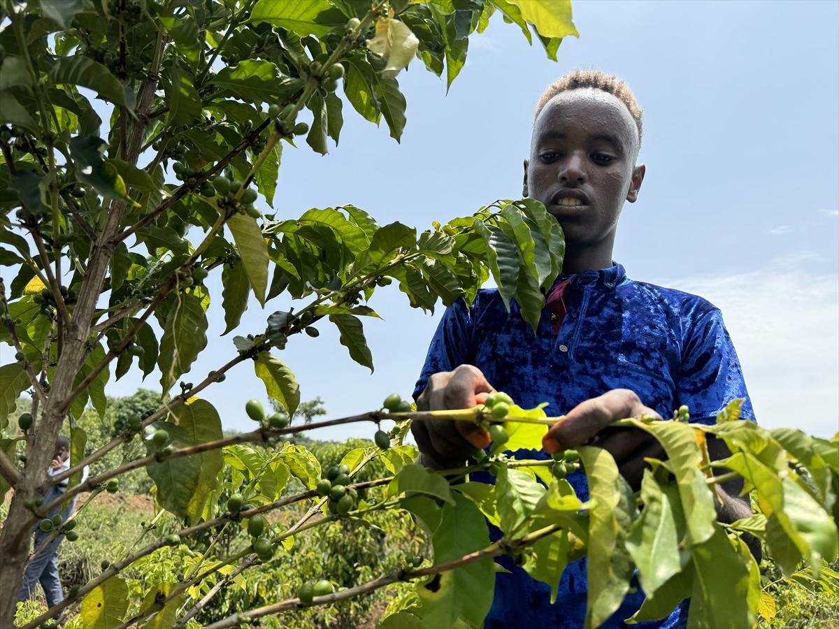 Adım adım kahvenin bahçeden fincana yolculuğu