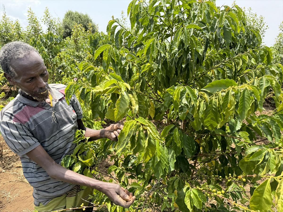 Adım adım kahvenin bahçeden fincana yolculuğu