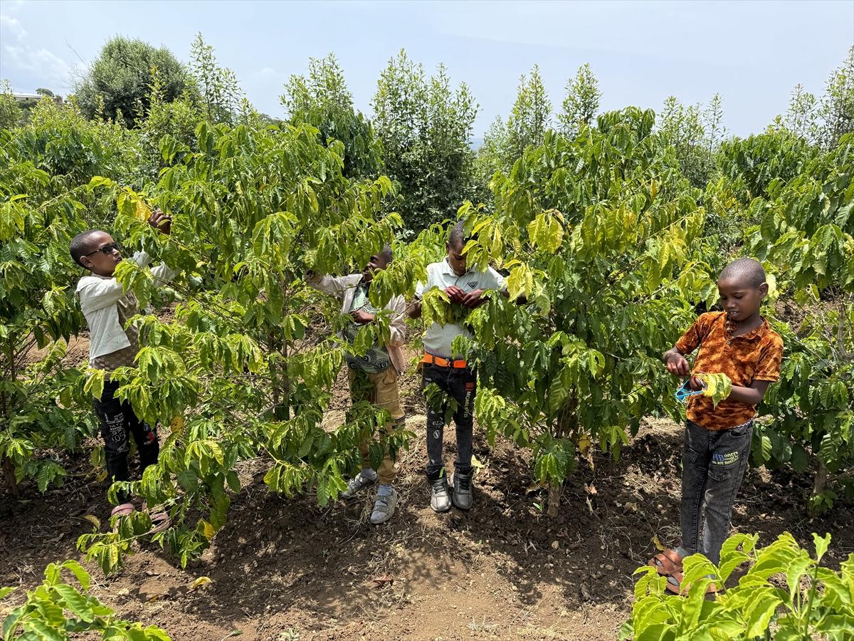 Adım adım kahvenin bahçeden fincana yolculuğu