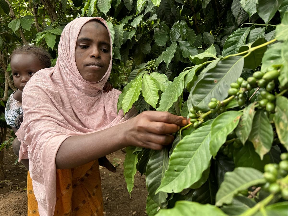 Adım adım kahvenin bahçeden fincana yolculuğu