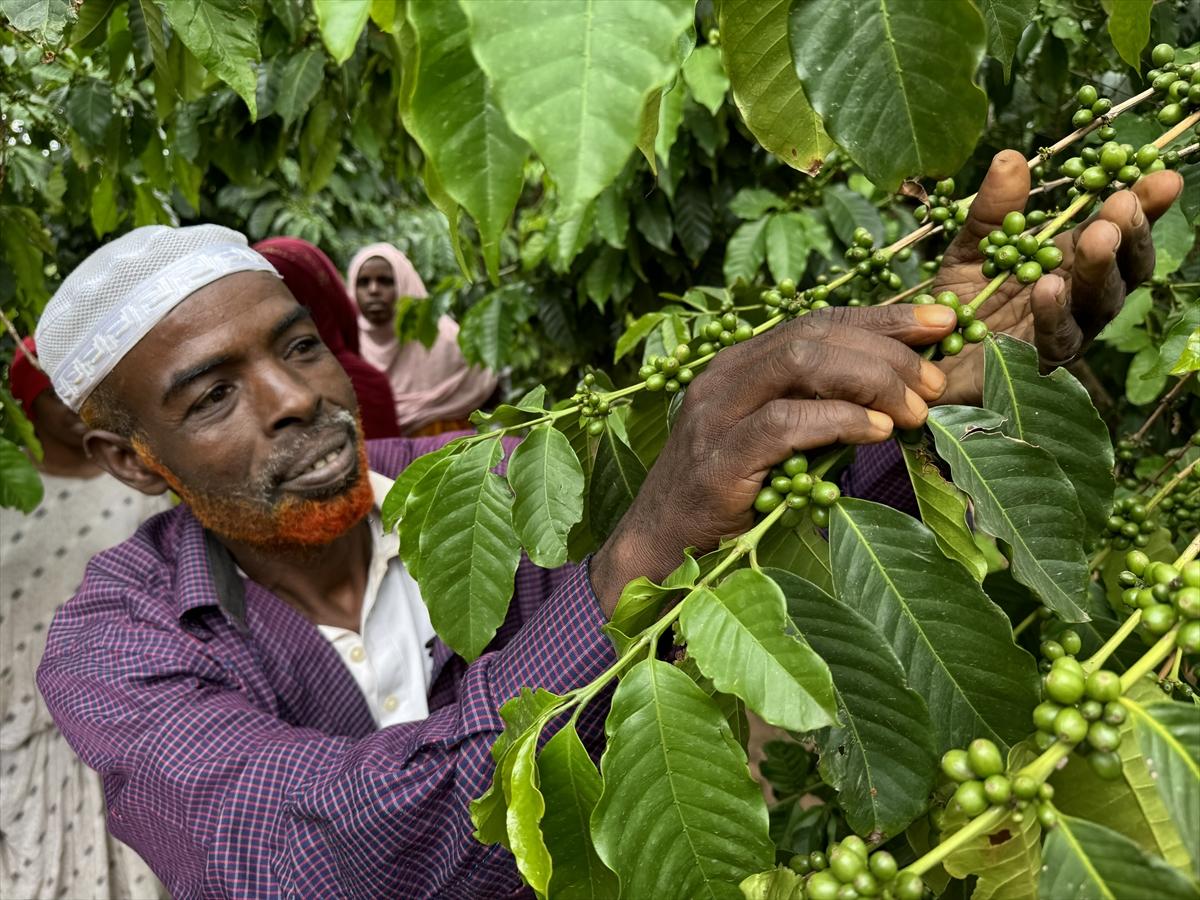 Adım adım kahvenin bahçeden fincana yolculuğu