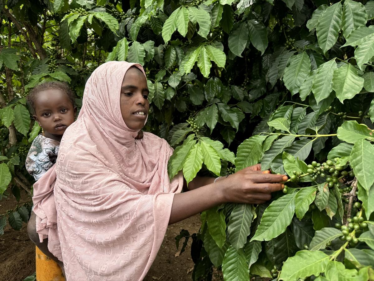 Adım adım kahvenin bahçeden fincana yolculuğu