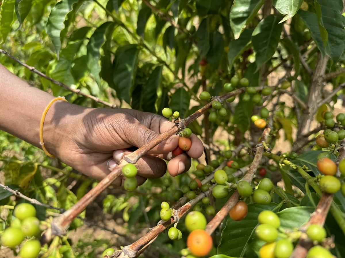 Adım adım kahvenin bahçeden fincana yolculuğu