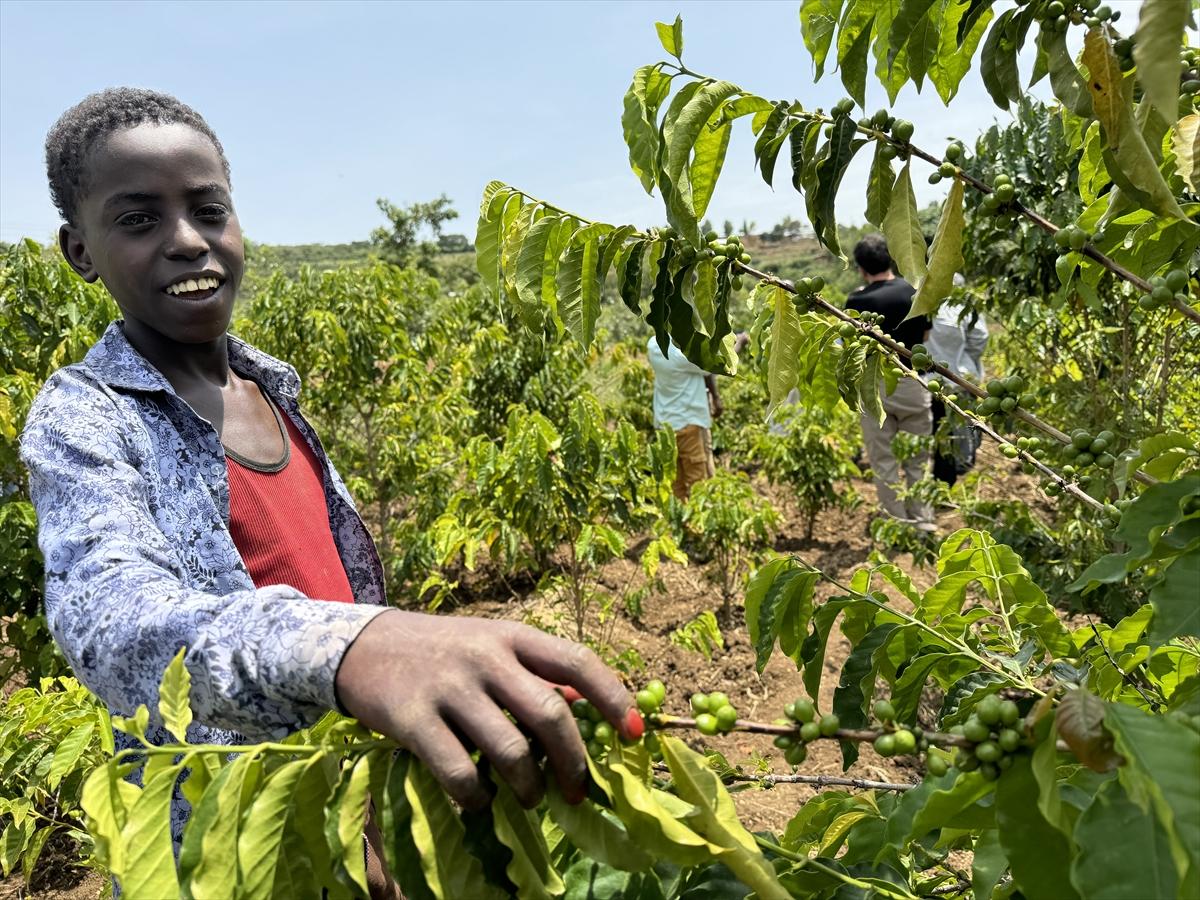 Adım adım kahvenin bahçeden fincana yolculuğu