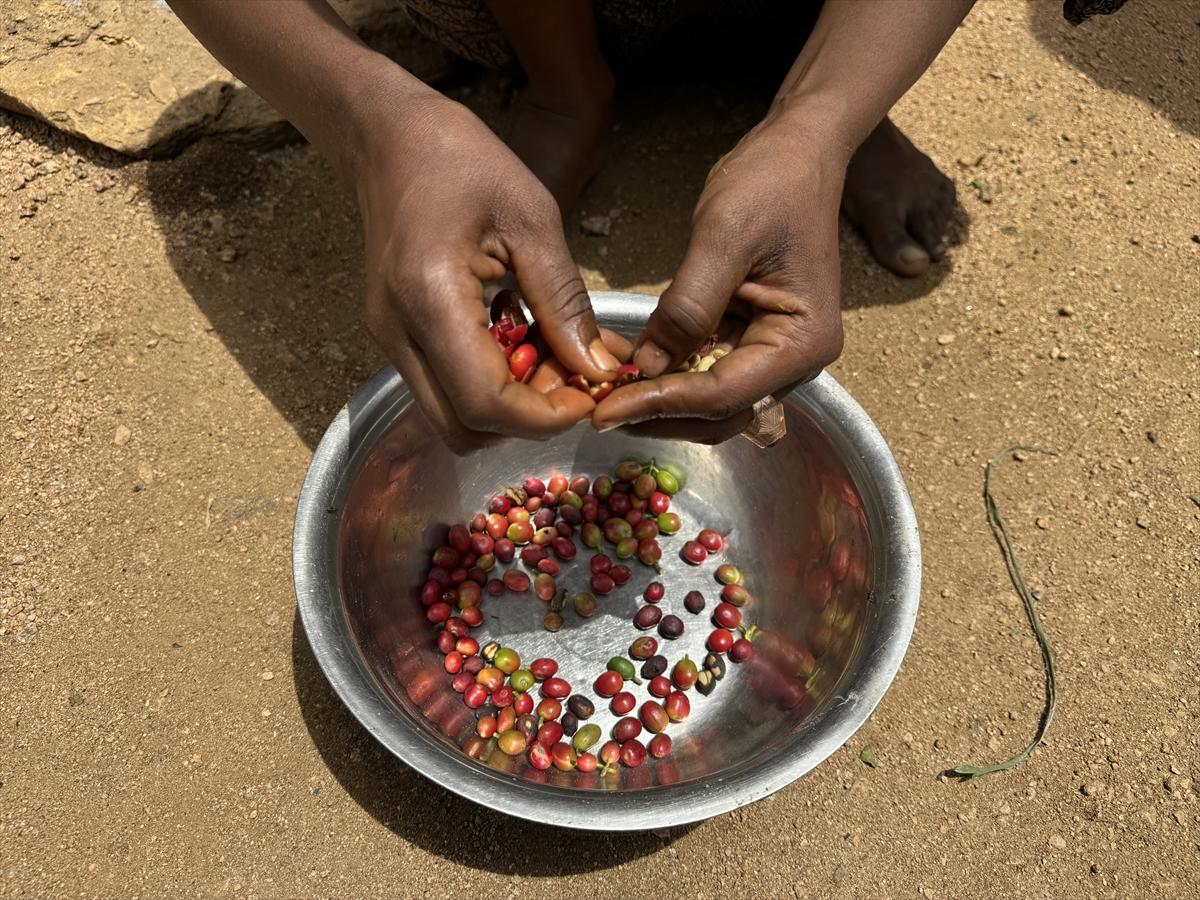 Adım adım kahvenin bahçeden fincana yolculuğu