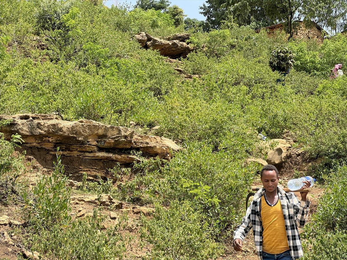Adım adım kahvenin bahçeden fincana yolculuğu