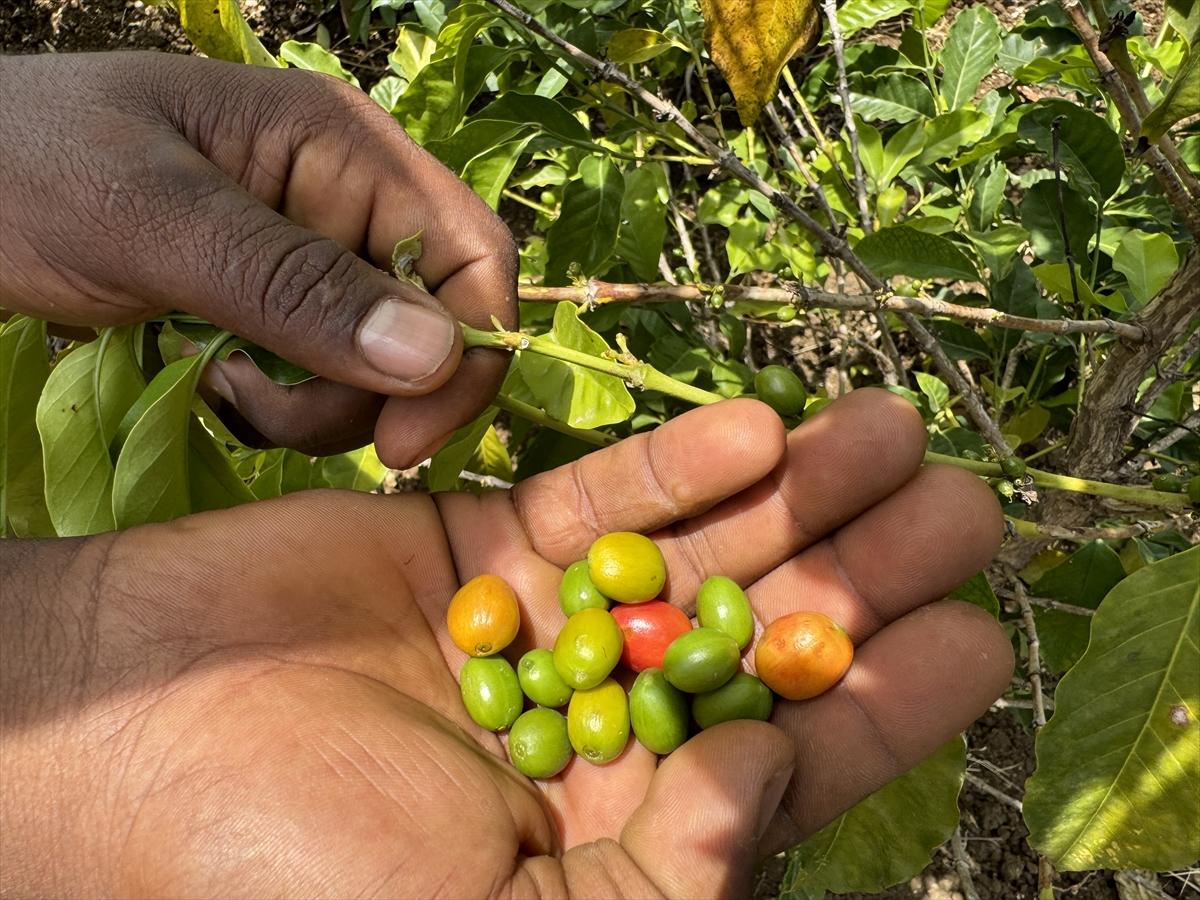 Adım adım kahvenin bahçeden fincana yolculuğu