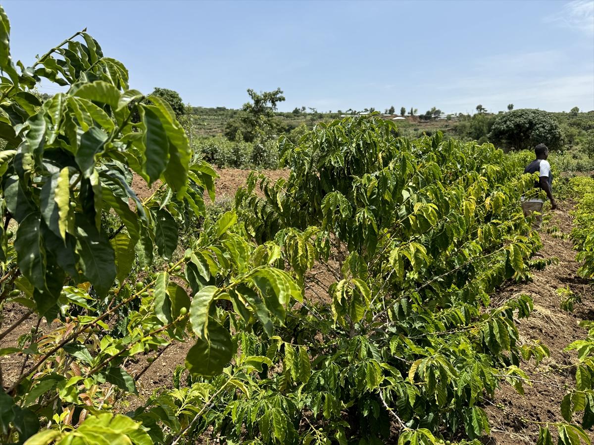 Adım adım kahvenin bahçeden fincana yolculuğu