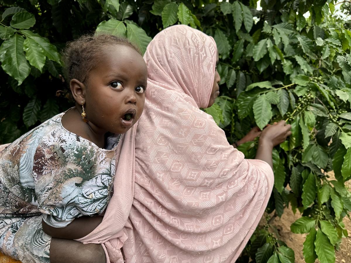 Adım adım kahvenin bahçeden fincana yolculuğu