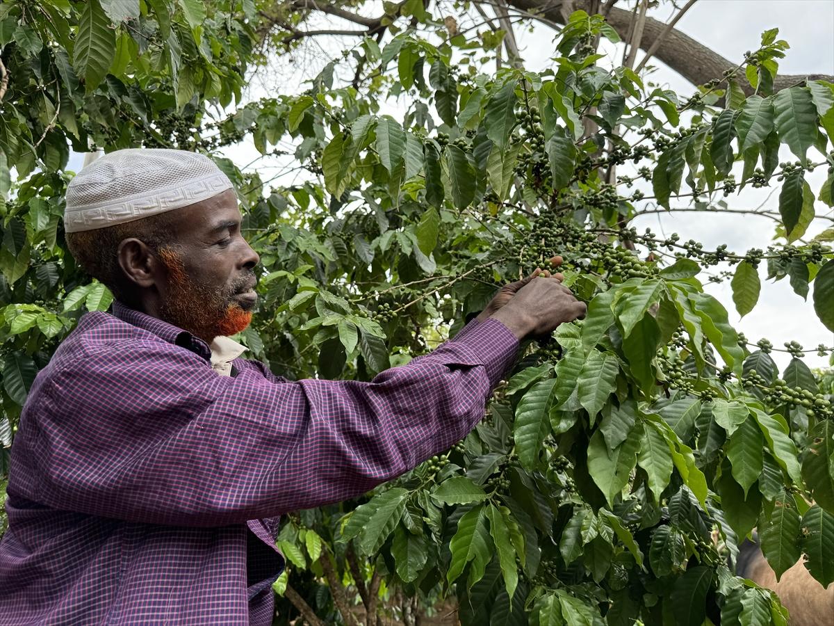 Adım adım kahvenin bahçeden fincana yolculuğu