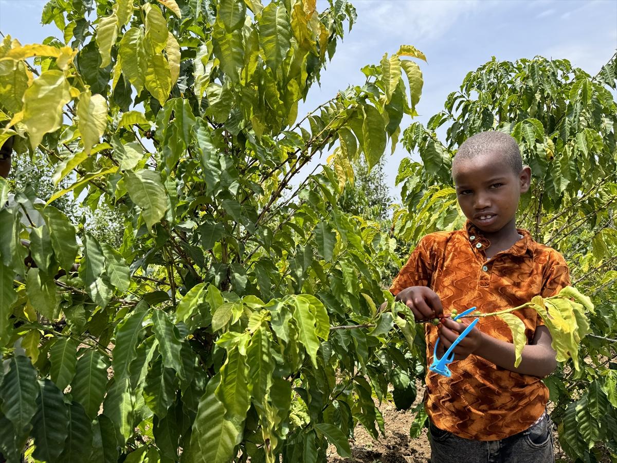 Adım adım kahvenin bahçeden fincana yolculuğu