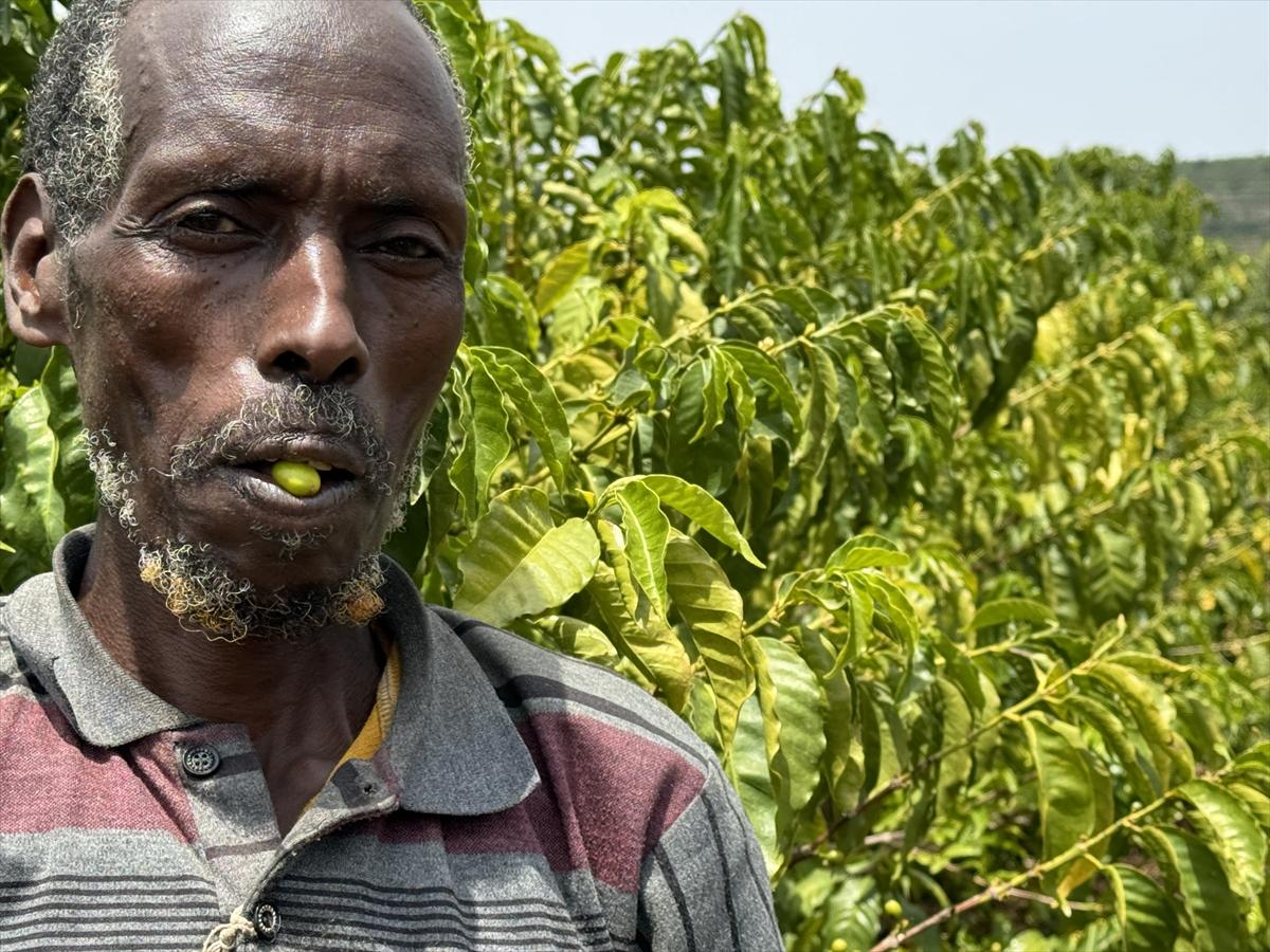Adım adım kahvenin bahçeden fincana yolculuğu