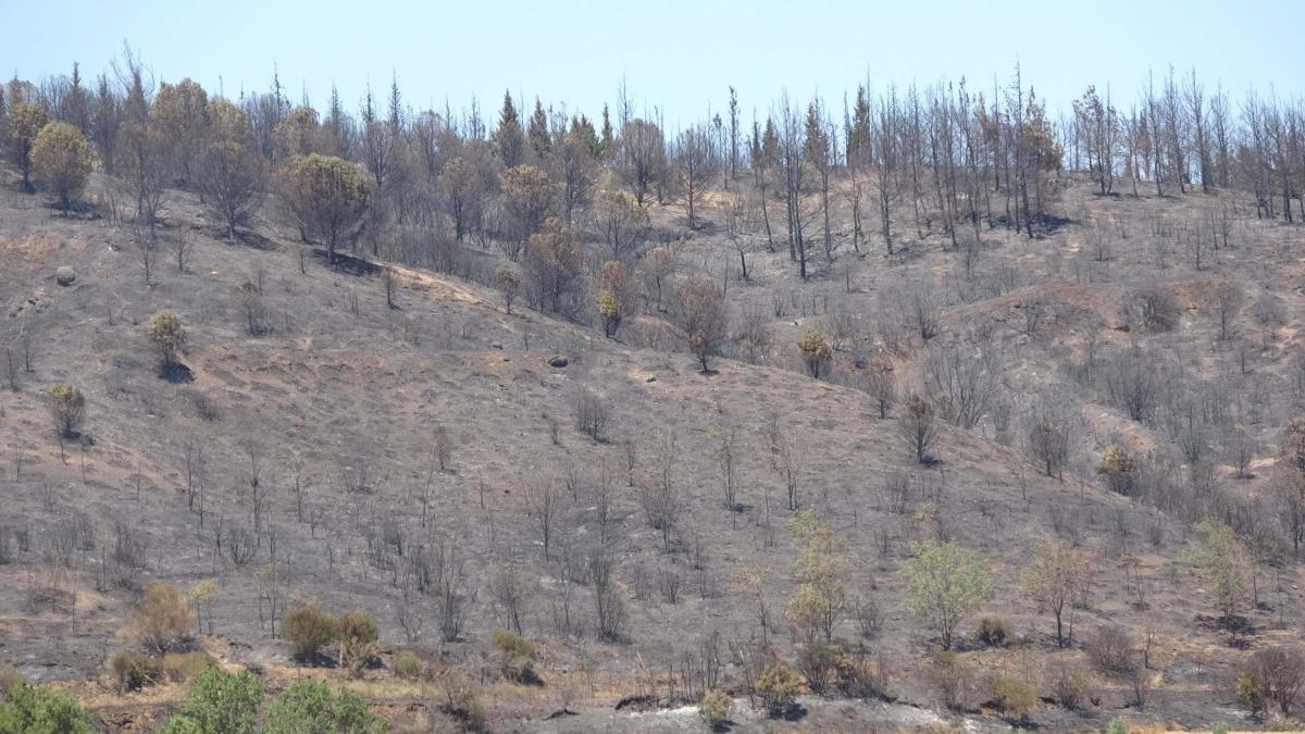 Çanakkale'de 952 futbol sahası büyüklüğünde alan yandı
