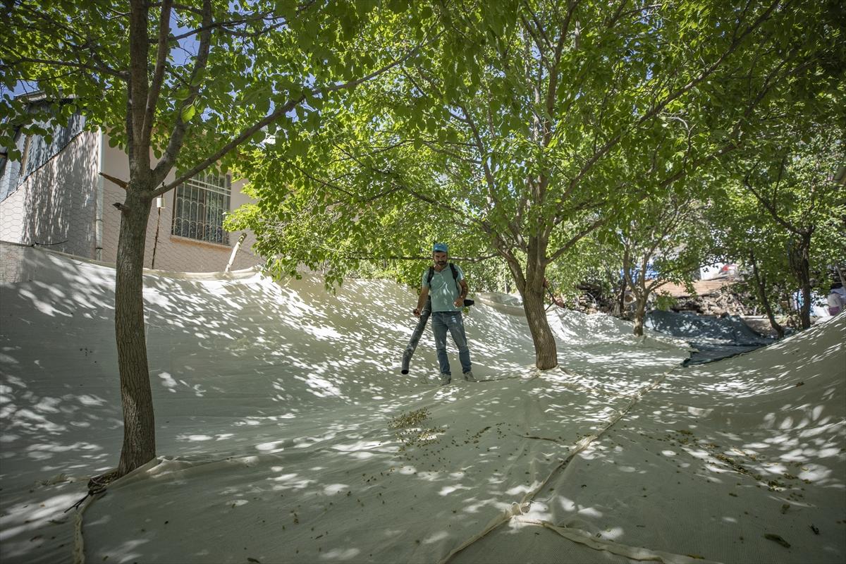Tunceli'de dut mesaisi