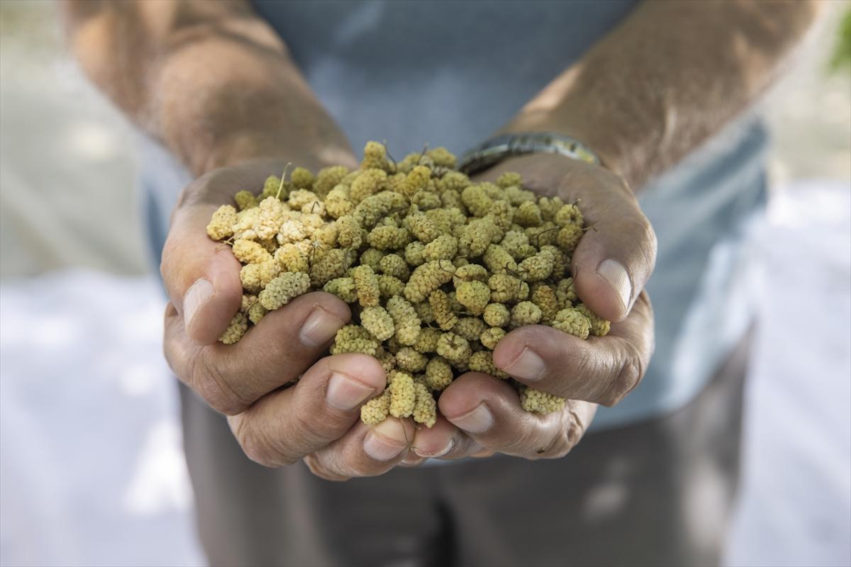 Tunceli'de dut mesaisi