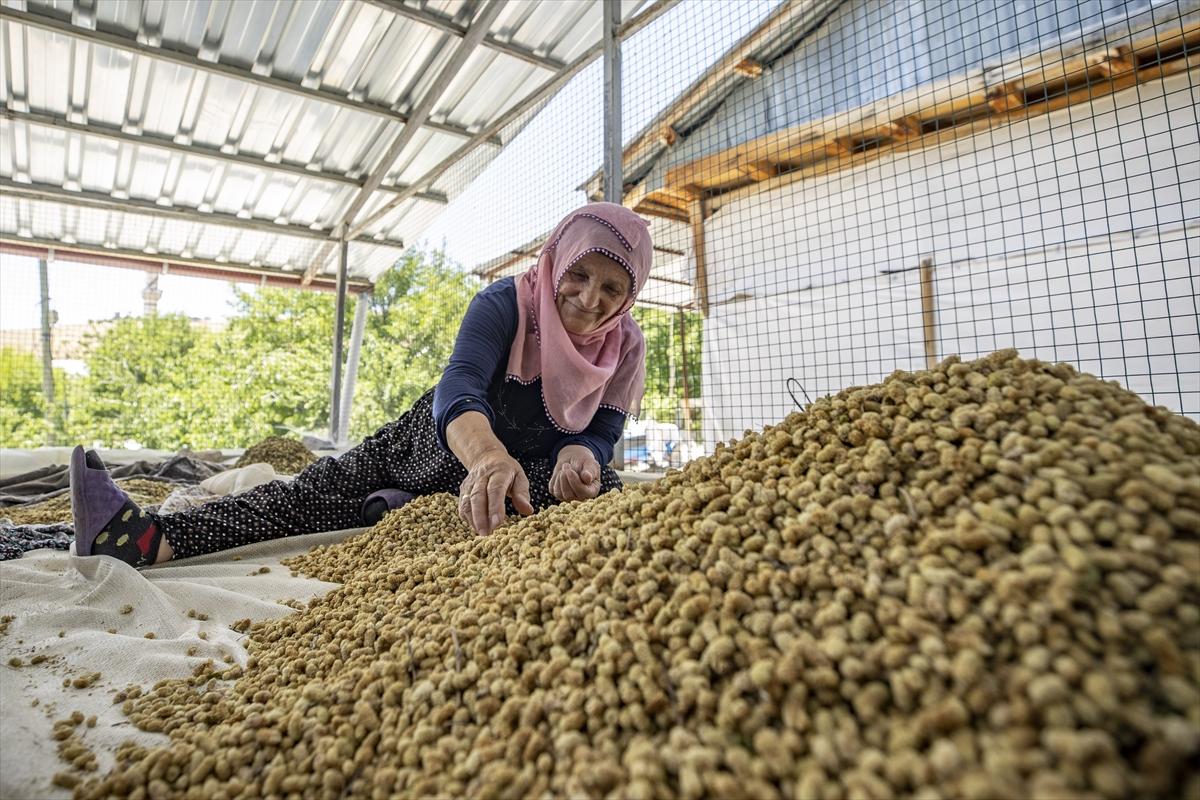 Tunceli'de dut mesaisi