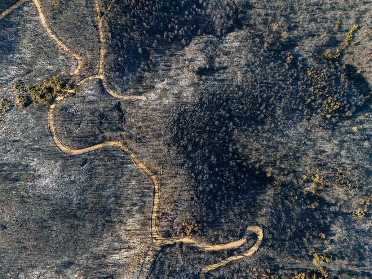 İzmir'de yangının ormana verdiği zarar gün yüzüne çıktı