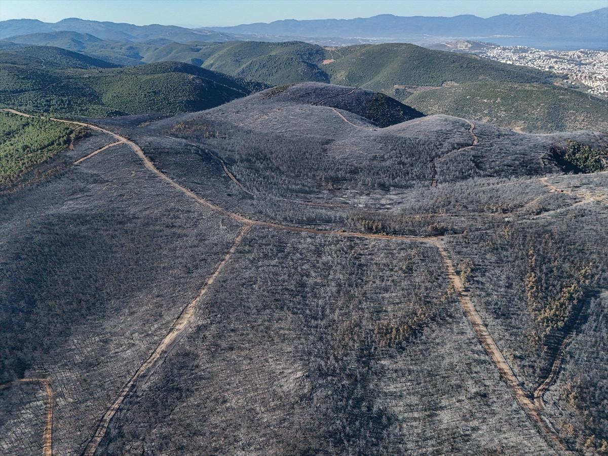 İzmir'de yangının ormana verdiği zarar gün yüzüne çıktı